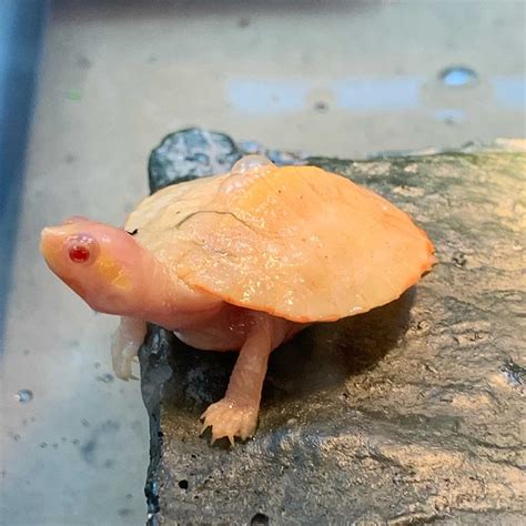 Pink Belly Sideneck Turtle for Sale - Vital Frog
