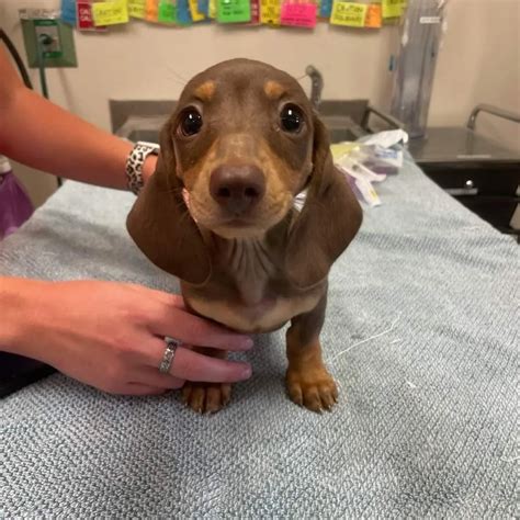 Silverado Veterinary Hospital Tour | Vet Clinic In Napa, CA