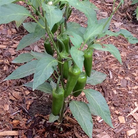 What Do Jalapeno Plants Need To Grow at Stephanie Watt blog
