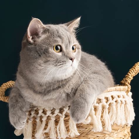 Bags and Your Cat: The Ultimate Guide to Cat Bags