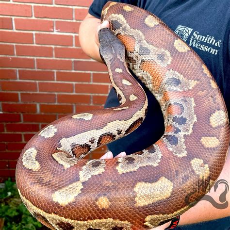 'Red Sonja' Black-headed Dark Red Proven Breeder Female Blood Python by ...