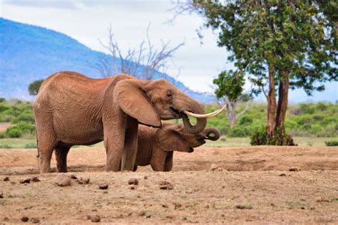 220+ Elefanten Afrika Stock Photos, Pictures & Royalty-Free Images - iStock