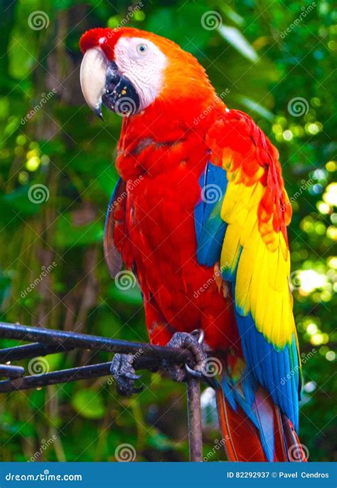 Colombian macaw stock image. Image of flag, macaw, colombian - 82292937
