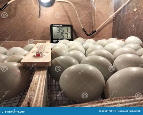 The Process of Hatching Duck Eggs with a Manual Incubator Stock Image ...