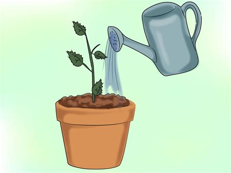 How To Grow Miniature Roses From Seed at Zac Zachary blog