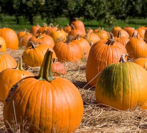 Prints Digital Prints Art & Collectibles Pumpkin Patch etna.com.pe