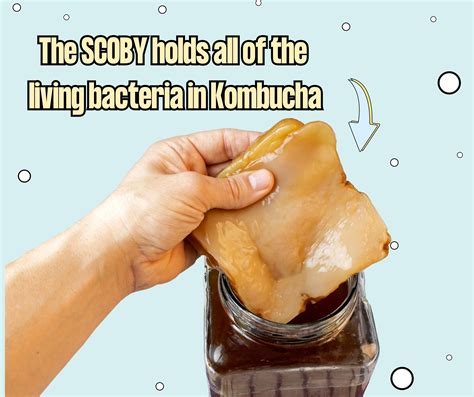 Can you drink Kombucha whilst Pregnant and Breastfeeding? – Hip Pop