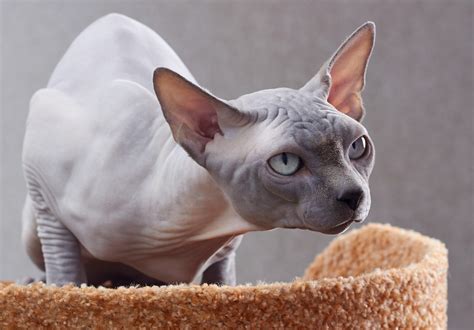 10 Exotic Pet Cat Breeds That Are Head Turners Wherever They Go ...