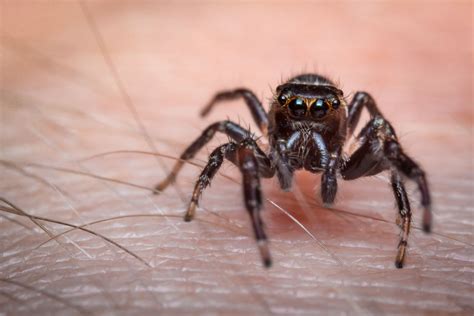 Wolf Spider Bite Pictures Progression How To Identify A Spider Bite: