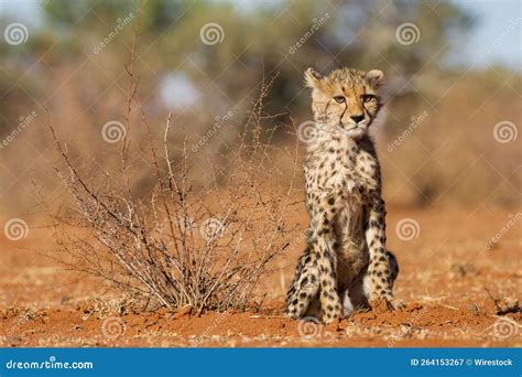 Cheetah En Las Llanuras De Tanzania Imagen de archivo - Imagen de ...