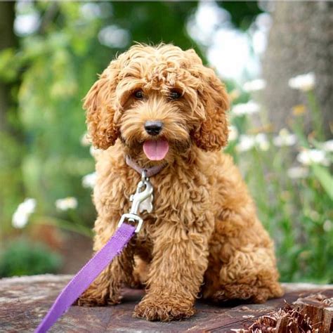 Cockapoo Dog Life Expectancy at Mark Bevill blog
