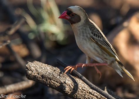 Red-billed Quelea, Rooibekkwelea, (Quelea quelea) - Birdwatcher