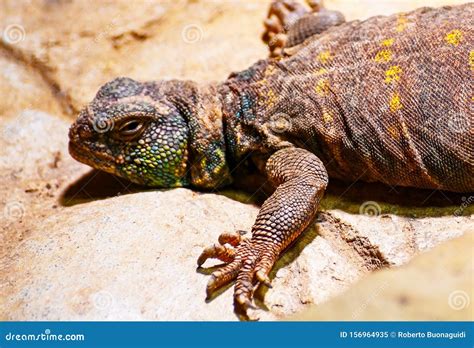 Portrait of an Ornate Spiny Tailed Lizard Stock Image - Image of tailed ...