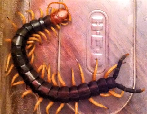 Giant Redheaded Centipede Texas