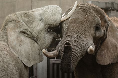 70.000+ ảnh đẹp nhất về Zootopia Desktop Wallpaper · Tải xuống miễn phí 100% · Ảnh có sẵn của Pexels