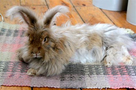 Angora Rabbit Shearing