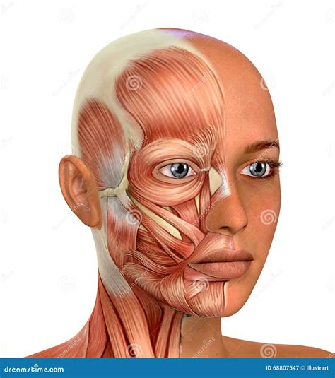 Human Female Reproductive Systems Chart Cartoon Vector | CartoonDealer ...