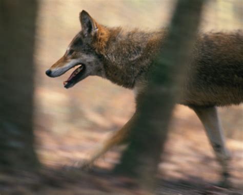 Will Coyotes Mate With Domestic Dogs? Unveiling The Truth Behind ...
