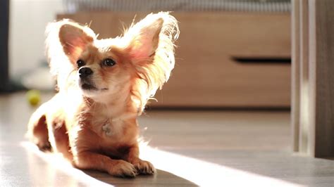 Funny dog Chihuahua with red hairs lying on the floor in sunny rays ...