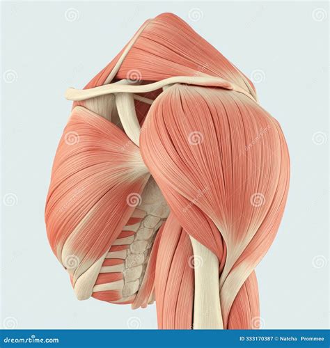 Human Anatomy Shoulder Muscle System Used for Medical Purposes. Stock Image - Image of pink ... - Human Anatomy Shoulder Muscles