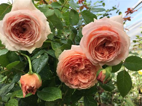 Hoa Hồng Abraham Darby rose màu cam mơ, dễ chăm sóc