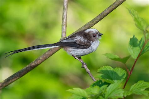 Long Tailed Tit Bird Facts | Aegithalos Caudatus