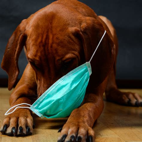 What’s Poisonous to Pets? Part 3: Molds and Other Fungi | Metairie Small Animal Hospital (MSAH)