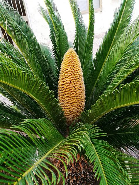 Sago Palm Tree for Sale - Buying & Growing Guide - Trees.com