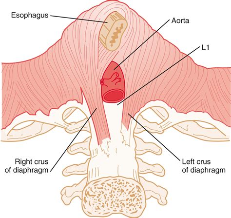 Esophageal Neuromuscular Function and Motility Disorders - Clinical Tree
