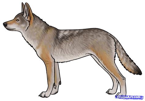 Coyote Drawing at PaintingValley.com | Explore collection of Coyote Drawing