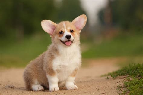 Corgi Groeiagram: Hoe groot worden Corgi puppies? - hond-event.nl