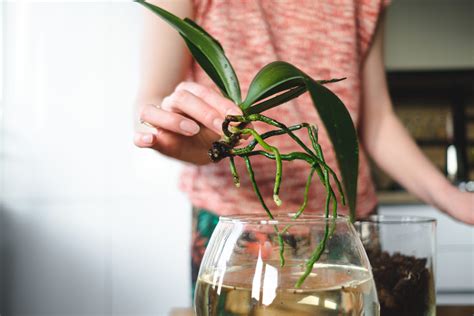 Care Instructions For Flowers at Carmen Pitt blog
