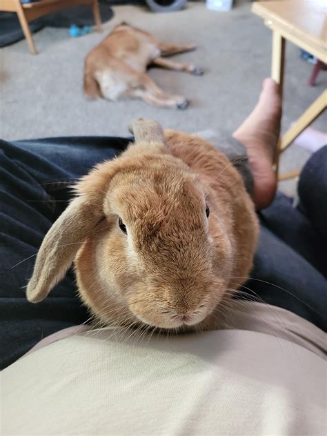 Floppy Ear : r/Rabbits