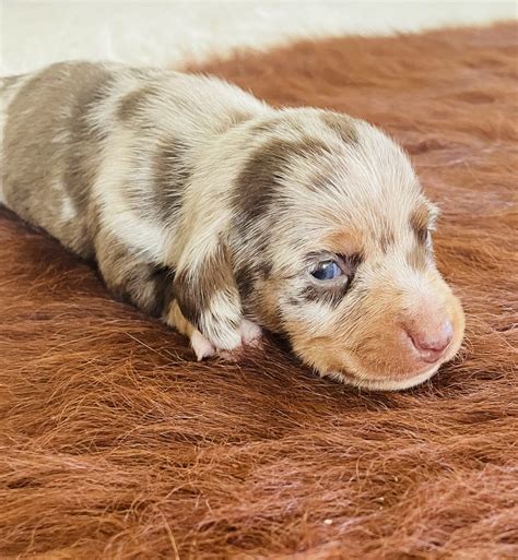 Dapple Piebald Dachshunds