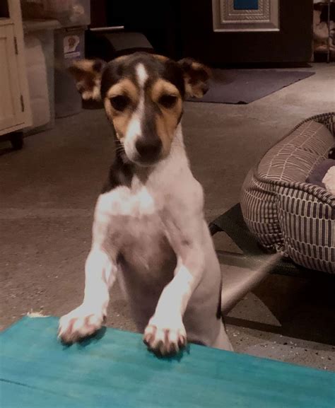 Dog for Adoption - Taylor Idol *LOCAL*, a Jack Russell Terrier in Long ...