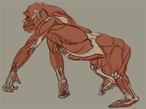 Silverback Gorilla Muscles Drawing