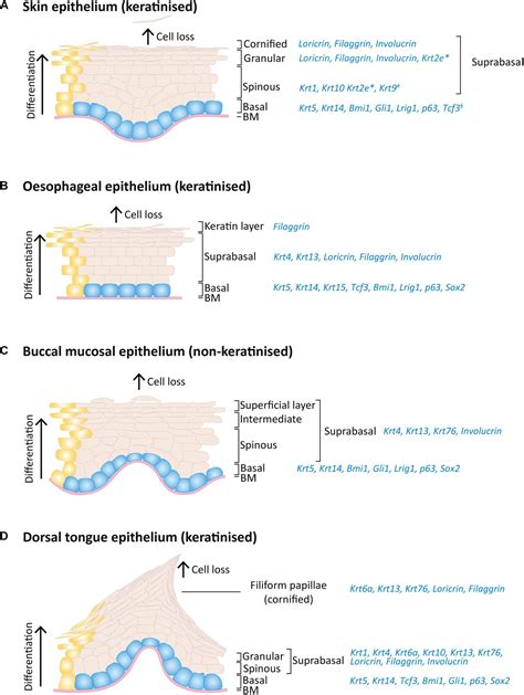 Frontiers | A Scarless Healing Tale: Comparing Homeostasis and Wound Healing of Oral Mucosa With ...