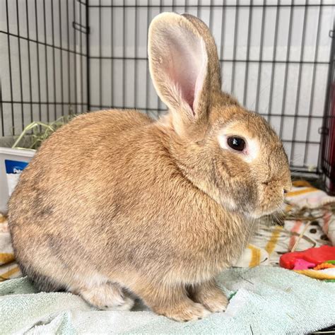 Keisha is available for adoption at Georgia House Rabbit Society