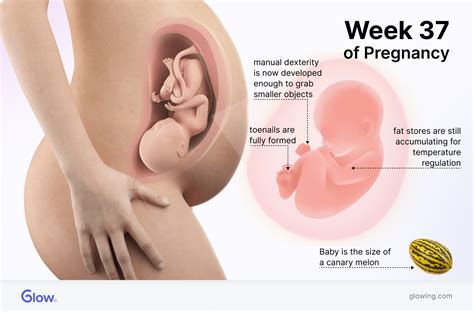 37 Weeks Pregnant: Your Baby, Symptoms, & Preparing for Labor