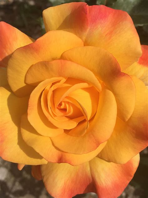 Rio Samba Hybrid Tea Rose | Smithsonian Photo Contest | Smithsonian ...