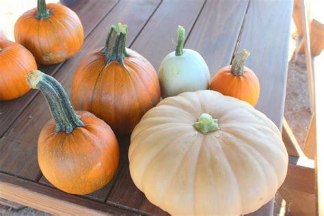 Pumpkin Patches near Louisville
