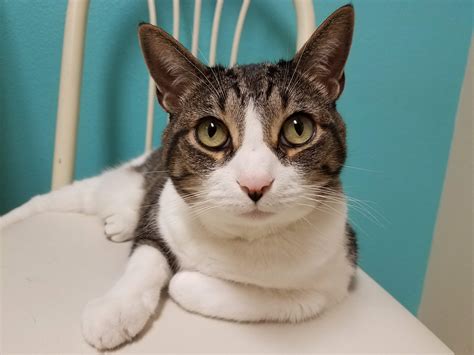 Senior Cat Adoption Ichabod