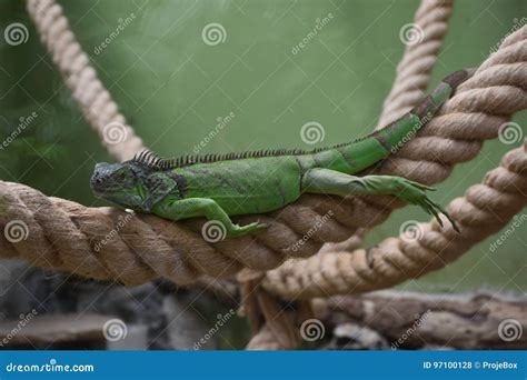 Green iguana stock photo. Image of forest, america, docile - 97100128