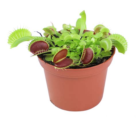 Names For Pet Venus Fly Traps at Evelyn Lowman blog