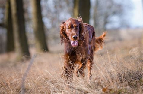 16 Bird Dog Breeds for Avid Hunters