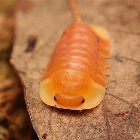 Cubaris Sp. "Blonde Rubber Ducky" - Tropical Isopods