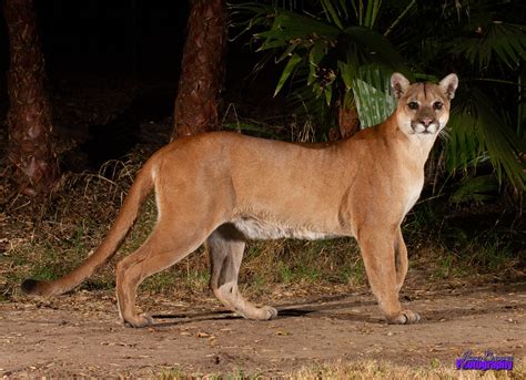 Mountain Lion Basics - DesertUSA