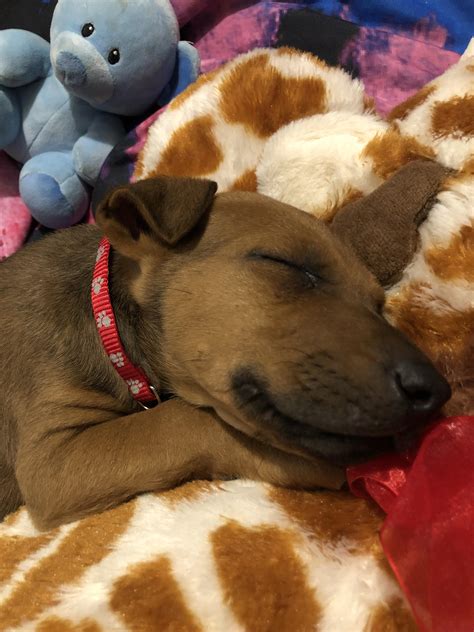 Boxer Doberman Mix Puppies