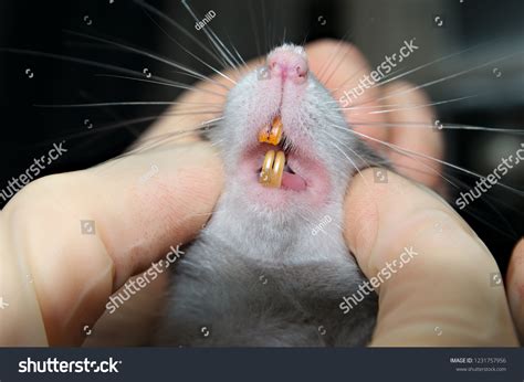454 Rodent tooth pattern 이미지, 스톡 사진 및 벡터 | Shutterstock