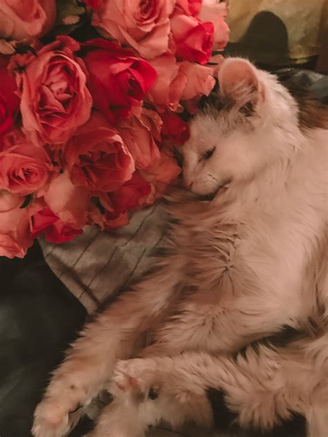 Cat and Roses Photography